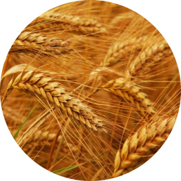 Пшениця озима та яра